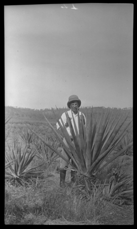 European man behind sisal plant, at Fairfax Plantation