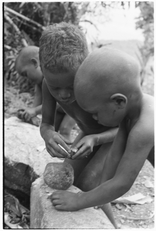 Children crackinig ngari cannarium almonds