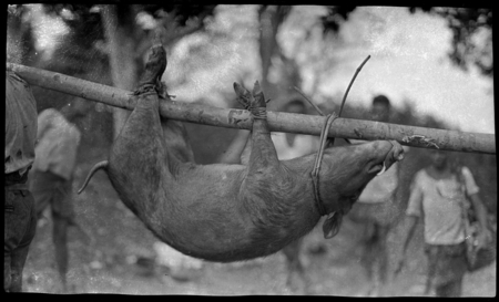 Pig tied to pole