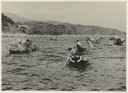 Boats with divers gathering seaweed for agar production. Japan, c1947.
