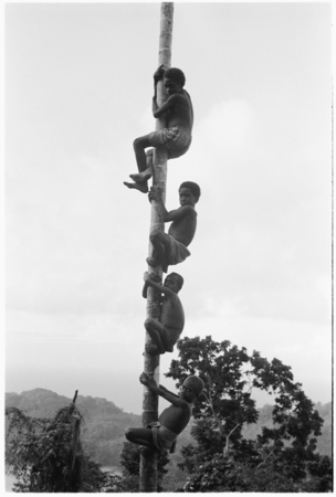 Four boys climb up a palm.