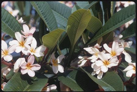 Plumeria flowers and foliage in Port Moresby