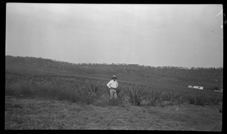 European man by sisal plants, at sisal plantation in Fairfax, Central Province