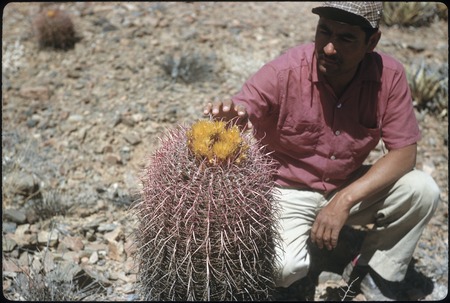 Faustino Pérez and biznaga cactus (Ferocactus acanthodes) near peninsula divide, east of Chapala