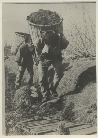 Carrying seaweed to produce agar through processing. Japan, c1947.