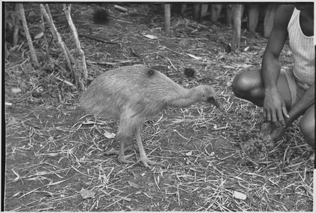 Cassowary chick, being fed
