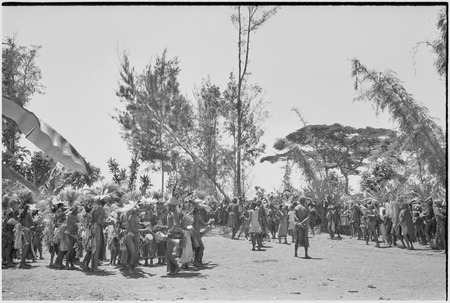 Pig festival, uprooting cordyline ritual: allies carry cut casuarina tree, symbolizing dead enemy, on dance ground
