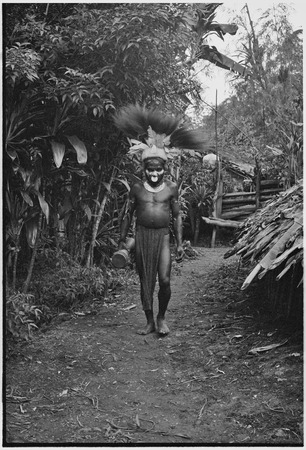 Pig festival, uprooting cordyline ritual, Tsembaga: decorated man with bird-of-paradise feather headdress in enclosure nea...