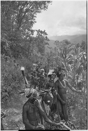 Pig festival, stake-planting, Tuguma: men with stakes and bamboo stand next to cordyline planted beside a trail