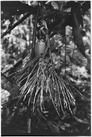 Offering of immature coconut and area (betelnut) cluster hung in the taualea ritual shelter.
