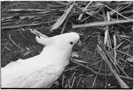 Fainjur: white cockatoo