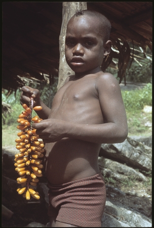 Sitoa of Kwailala&#39;e (Sinalagu coastal slope) with wild betel nuts.