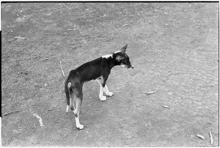 Yeria, Wanuma Census Division: dog
