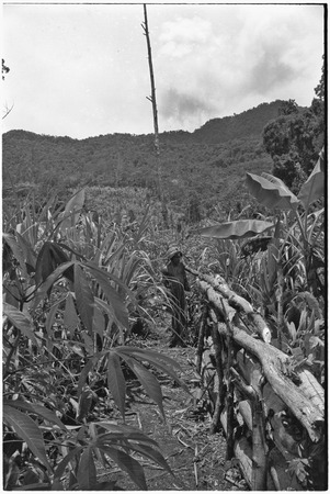 Gardening: man by garden fence among cassava, sugarcane and banana plants