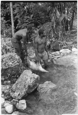 &#39;Ubuni on left and Sale &#39;Oirukua on right, both of Kwailala&#39;e, wash a pig, possibly one they have drowned.