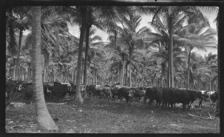 Cows grazing under trees, coconut plantation