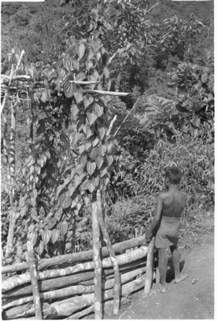 Boy looking a climbing yam vine.