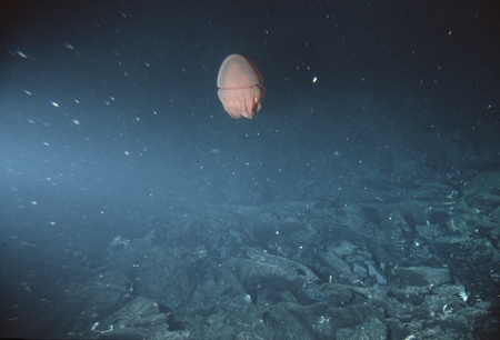 Jellyfish, looking out from the Alvin submersible, at Galapagos Rift vents 85W. March 1985. Hand Held: 1531