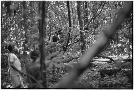 Hunting: Kalam men search for marsupials, Korombun area