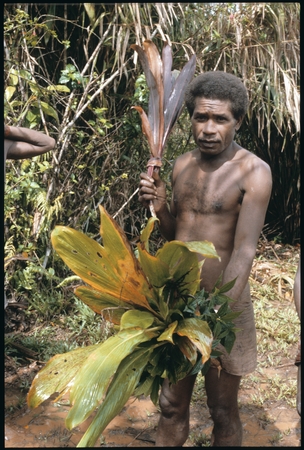 Maenaa&#39;adi with red cordyline and other plants for ritual.