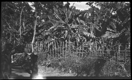 Man and child near fence of garden belonging to Motu people of Gaile village