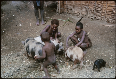 Children delousing pigs.