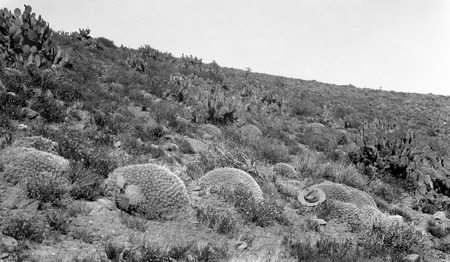 Nopal and &quot;pillow cactus&quot; at San Vicente