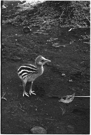 Ambaiat: Cassowary chick
