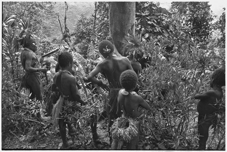 Pig festival, stake-planting, Tuguma: Tuguma man rubs fight packet on tree which to be felled at enemy boundary