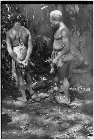 Pig festival, uprooting cordyline ritual, Tsembaga: luluai Yembs (r) and another man with female pig they have sacrified t...