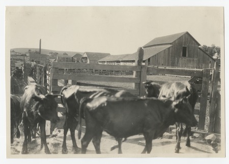 Cattle dipping and draining at the Johnson Ranch at San Antonio del Mar