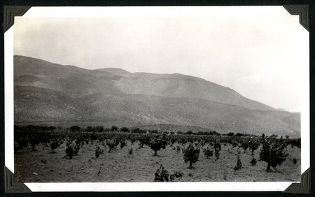 Vineyard in the Santo Tomás Valley