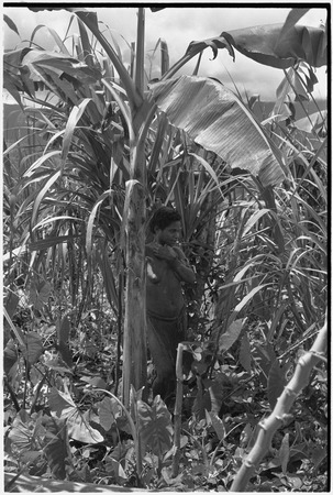 Gardening: woman with taro, banana and sugarcane plants