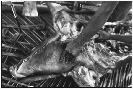Ambaiat: butchering pig killed for damaging garden