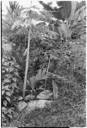 Plants. Maenaa&#39;adi in garden.