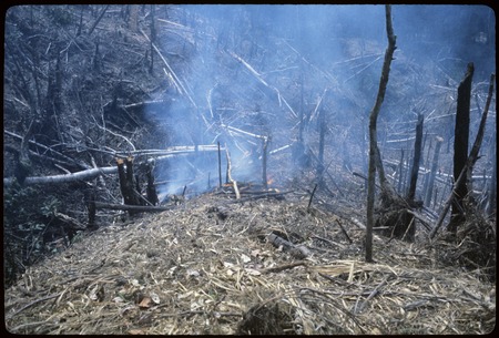 Gardening: slash-and-burn clearing at Kakopi