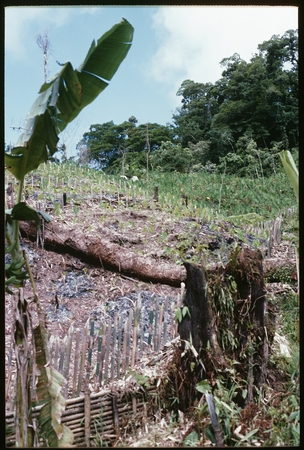 Garden of young taro, with more mature crop off to the right.
