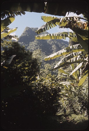 Orofere Valley, Tahiti: steep mountain and banana trees, trail