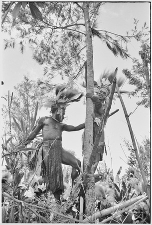 Pig festival, uprooting cordyline ritual: decorated men stand on framework in a casuarina tree