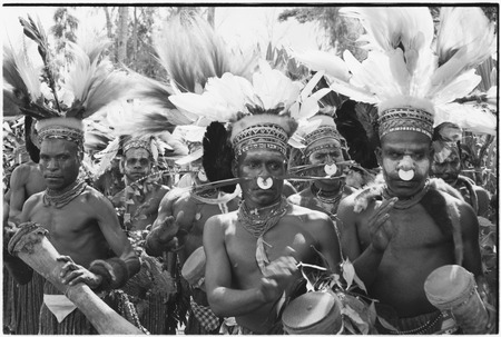 Pig festival, singsing, Kwiop: decorated men with feather headdresses and kundu drums