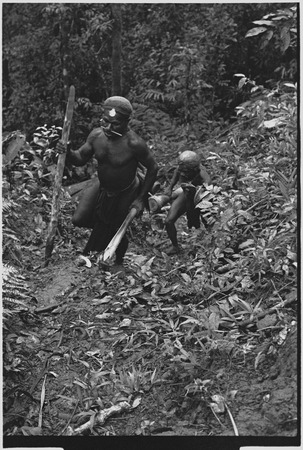 Pig festival, stake-planting, Tuguma: Tsembaga men carry bespelled painted stakes, bamboo, and drum