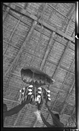 Wicker casket with turtle carapace cover, containing bones of Kourabi, an ancestor, being lowered from roof of a maneaba, ...