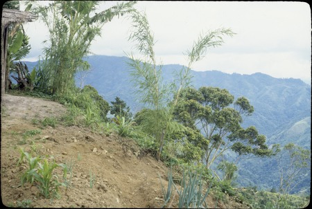 Jimi River area, panoramic view 02: garden and mountains