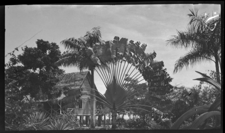 Palm tree, Ulunono, New Ireland