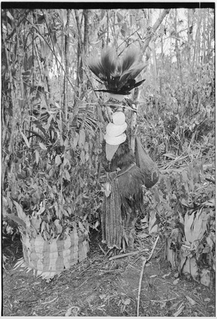 Returned laborers, purification ritual: dead cassowary dressed as a human and symbolizing the ancestors
