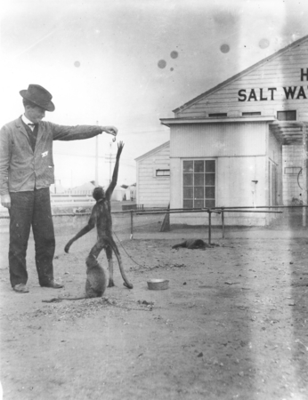 Denis Llewellyn Fox on a 1904 visit to Coronado , playing with monkeys near the Hotel Del Coronado tent city, where some M...