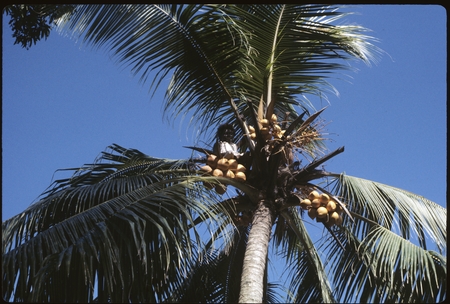 Man on top of coconut palm tree