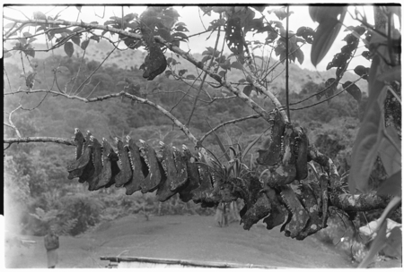 Pig jaws displayed on a tree branch.