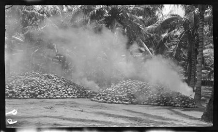 Copra being dried, Admiralty Islands