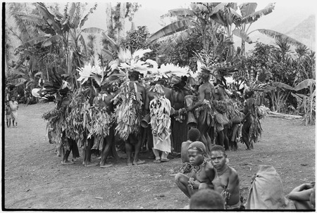 Pig festival, singsing, Kwiop: decorated men with feather headdresses play kundu drums and dance in a circle